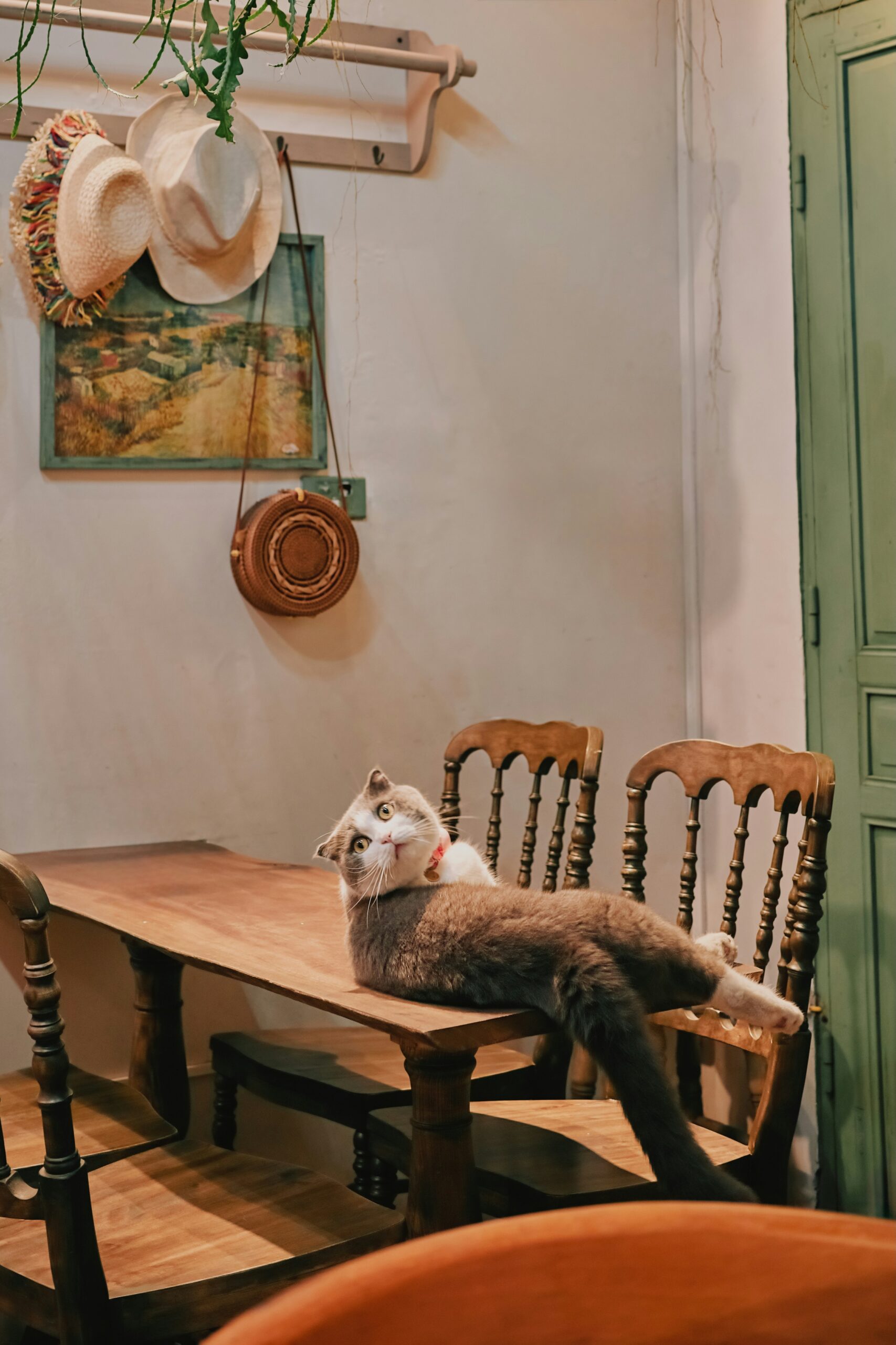 tuaans-UbxJw11E0ys-unsplash Katze auf Holztisch